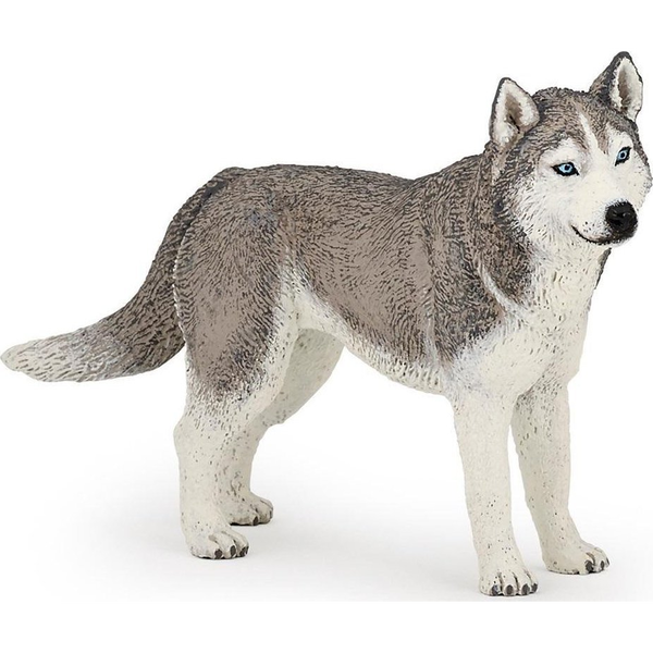 Husky De Siberia