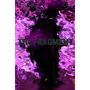 The Fragment