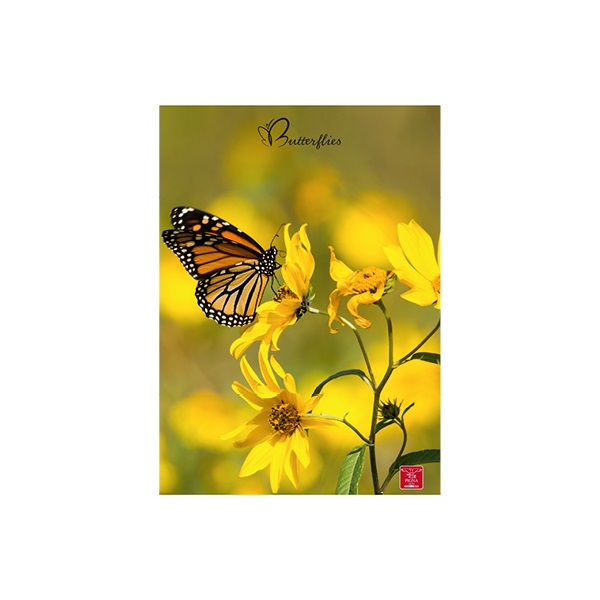 Pigna Butterflies A4 42 lap, tűzött, kockás füzet (P1111-1281)