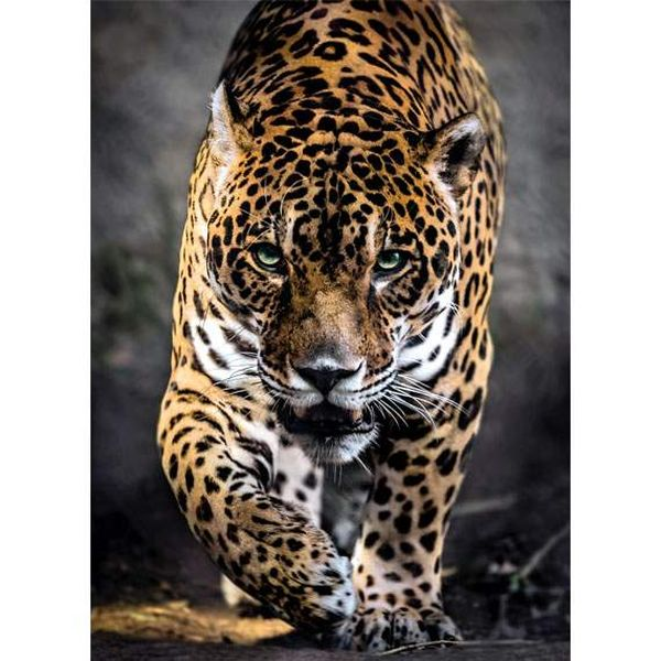 Sétáló jaguár puzzle, 1000 db-os - Clementoni (FRTX-CLE39326)