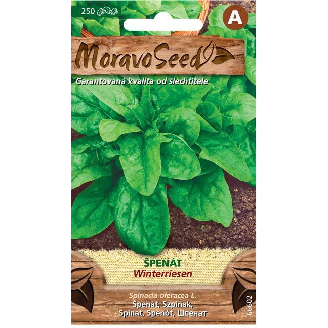 MORAVOSEED spenót WINTERRIESEN (3656mm)