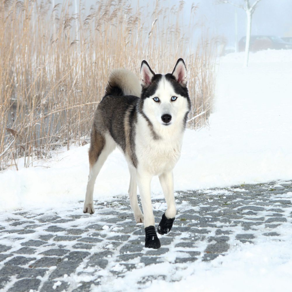 Trixie Walker Active Kutyacipő - XL