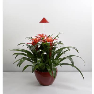 Venso LED növény lámpa SUNLiTE 24 V Fixen beépített LED-es 7 W 1 db (E504 120)