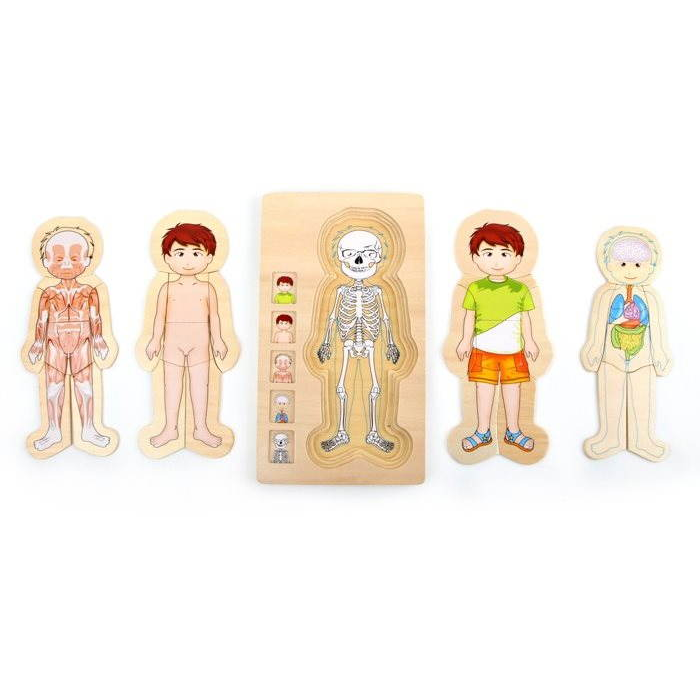 Puzzle - Anatomy Tim (4020972058423)