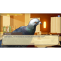 Hatoful Boyfriend: Holiday Star