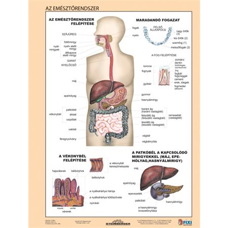 Stiefel "Az emésztőrendszer" A4 Tanulói munkalap (275807)