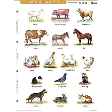 Stiefel "A ház körül élő állatok" A4 Tanulói munkalap (27585)