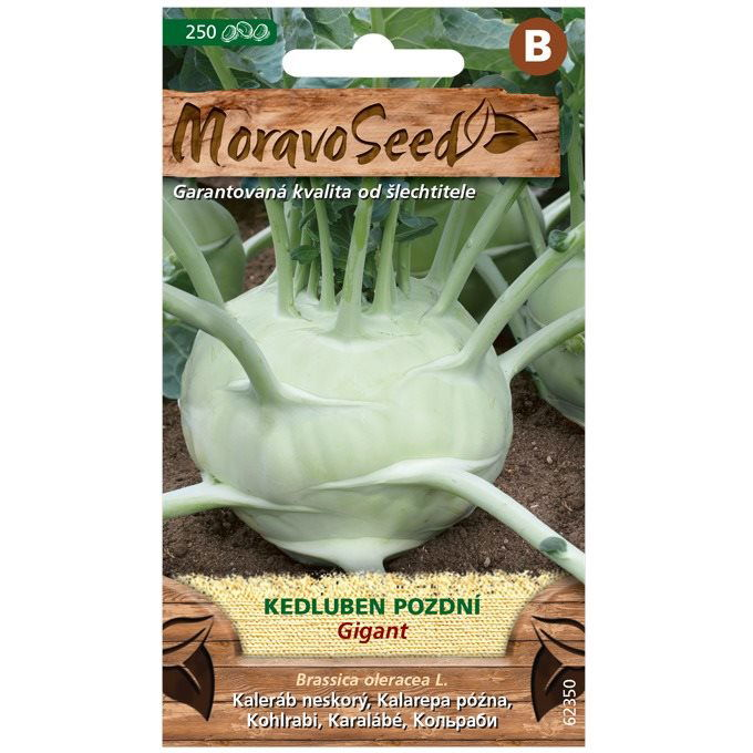 MORAVOSEED Karalábé késői fehér GIGANT (1252mm)