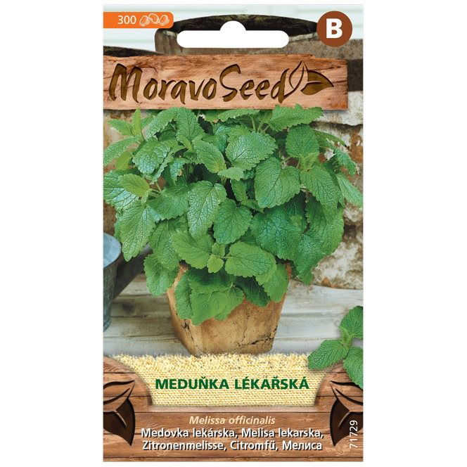 Orvosi citromfű (1700mm)