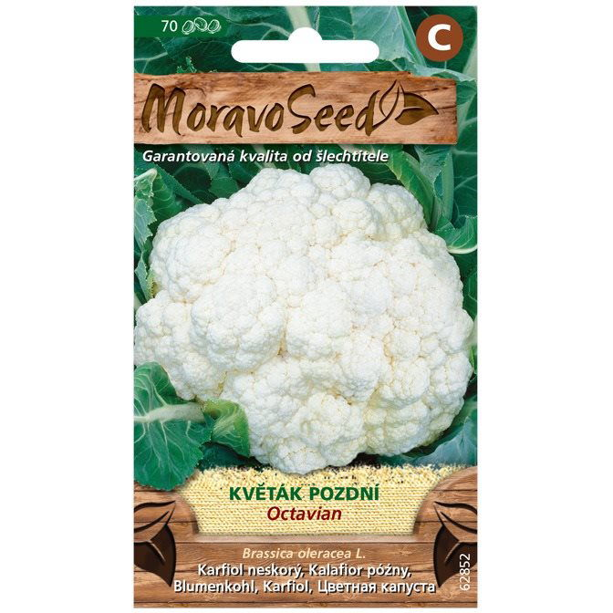 Karfiol kései OCTAVIAN (1472mm)