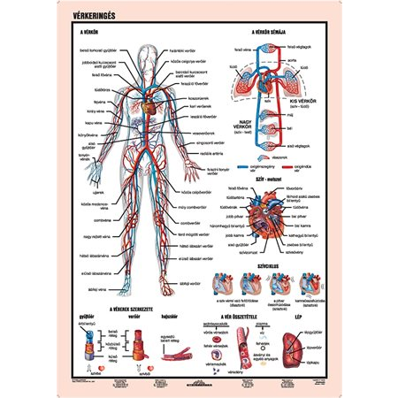 Stiefel "Vérkeringés" A4 Tanulói munkalap (275857)